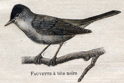 Aves Úteis para a Agricultura: Pata Preta de Unknown artist