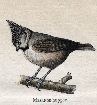 Aves Úteis para a Agricultura: Chickadee em xícara de Unknown artist