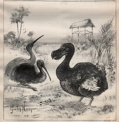 Aves que desaparecem: o dodô (ou dronte) e o apteryx (ou kiwi kiwi) - Gravura em "La Science francaise de Unknown artist