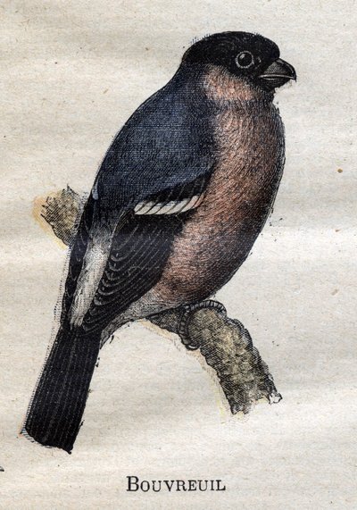 Aves úteis para a agricultura: Bouvreuil de Unknown artist