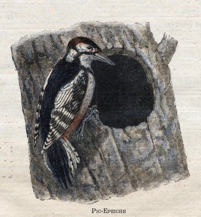 Aves úteis para a agricultura: Pica-pau de Unknown artist