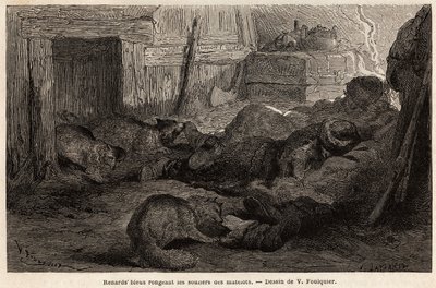 Raposas azuis roendo os sapatos de marinheiros dormindo no refúgio da estação de observação, desenho de V.Foulquier, para ilustrar o Spitzberg de Unknown artist