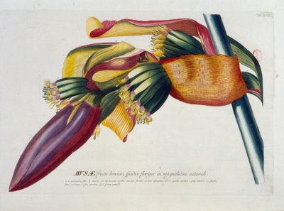 Tábua botânica: Bananas, ramo. Século XIX, d.C. de Unknown artist