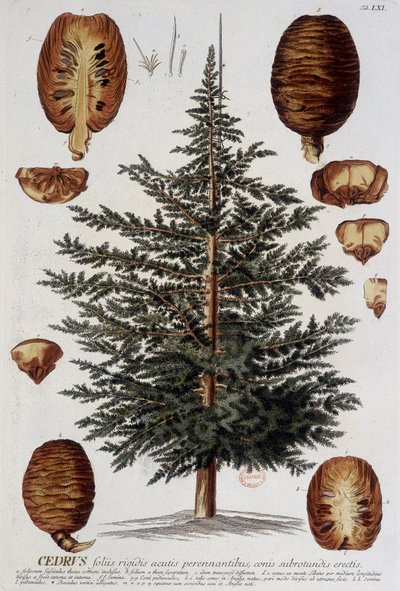 Tábua botânica: Cedro. Século 19 d.C. de Unknown artist