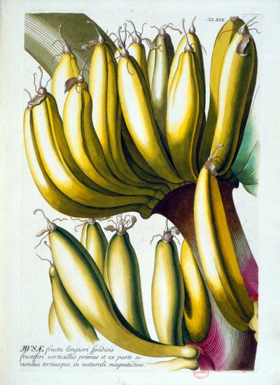 Quadro botânico: uma dieta de bananas. n.d. século XIX. de Unknown artist
