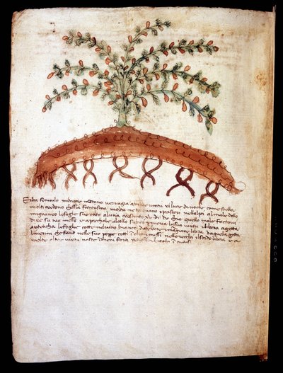 Quadro botânico representando a grama "feniculo maggiore".Biblioteca comunale di Rimini de Unknown artist