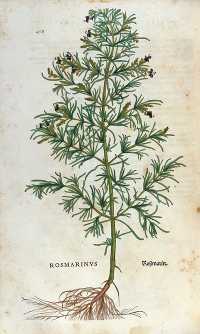 Tábua botânica: rosmaninho (rosmarinus). Herbário de Lheonard Fuchs, "Historia Stirpium", Bale de Unknown artist