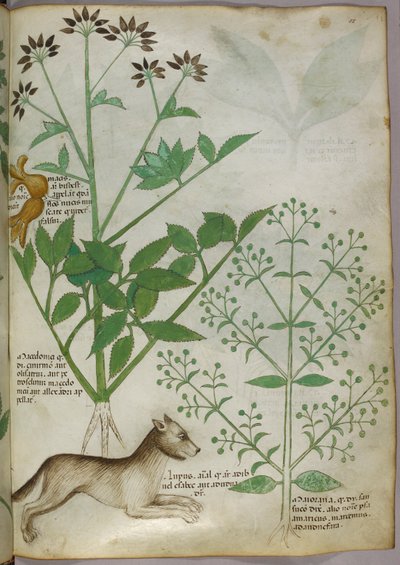 Ilustração botânica de uma planta e de um lobo. de Unknown artist