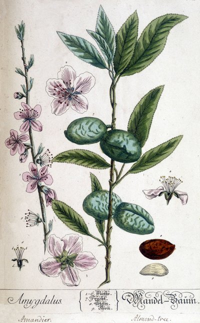 Ramo, flor e fruto da amendoeira - tábua botânica de Unknown artist