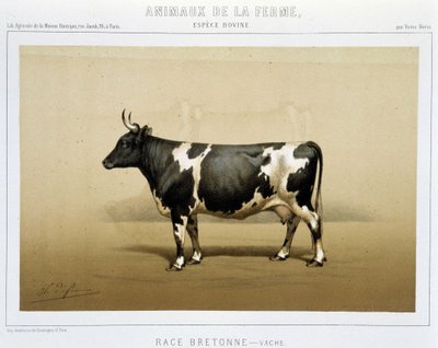 vaca bretã de Unknown artist