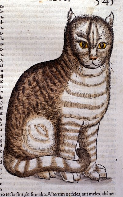 Cat after the Historia Animalium de Conrad Gesner, Tiguri 1560. Biblioteca nazionale Braidense. Milão de Unknown artist