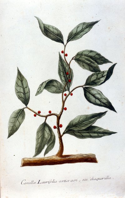 Canela. Herbário do século XIX. de Unknown artist