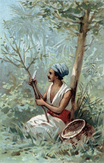 A canela descasca um Ceilão. Cromolitografia do final do século XIX. de Unknown artist