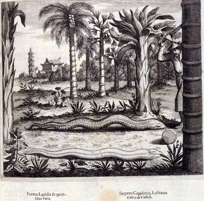 Cobra e cobra venenosa da Índia. "De China Monumenta" de Athanasius Kircher (1601 - 1680), jesuíta, orientalista e erudito alemão, Amsterdam 1667. de Unknown artist