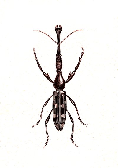 Coleoptera: Brenthus Temminchii de Unknown artist