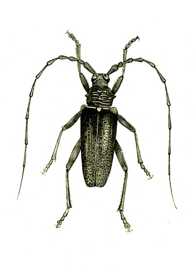 Coleoptera: Cerambyx heros de Unknown artist
