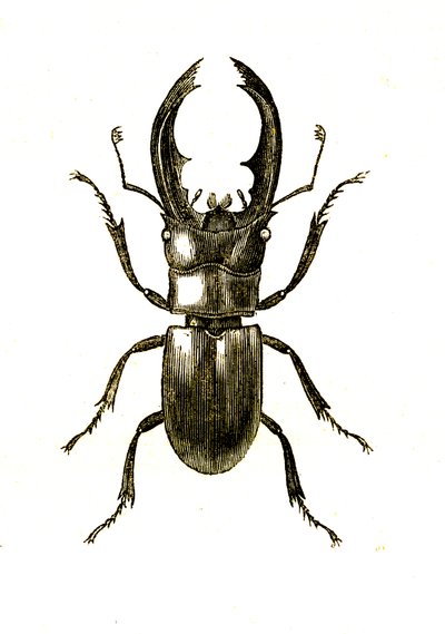 Coleópteros: Hexarthrius Buqueti ou Lucanus de Unknown artist