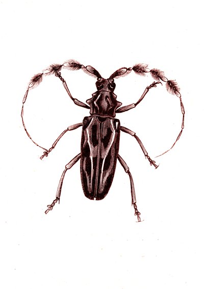 Coleoptera: Lophocerus barbatus de Unknown artist