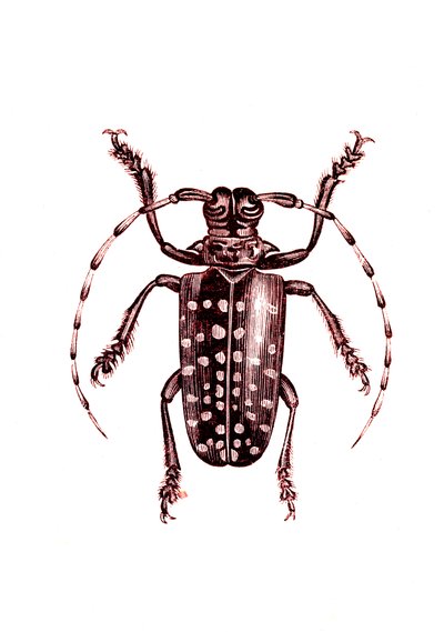 Coleoptera: Ophoptera Tollii de Unknown artist