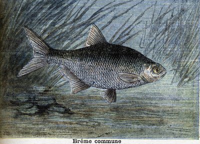 Breme comum. Gravura a partir de 1897 de Unknown artist