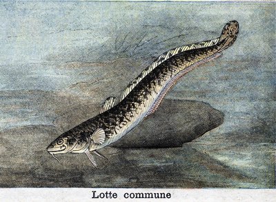 Gravura comum da Lotte a partir de 1898 de Unknown artist