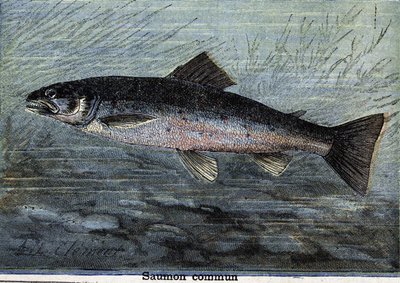 Salmão comum. Gravura a partir de 1897 de Unknown artist