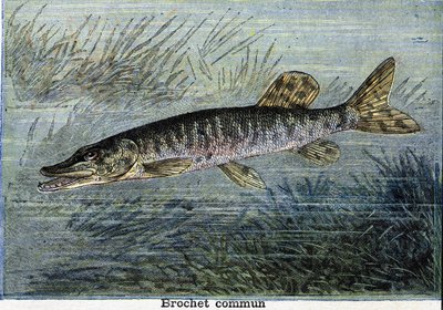 Lúcio comum. Gravura a partir de 1897 de Unknown artist