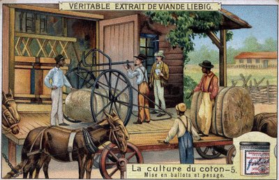 O cultivo do algodão: Fardos e Pesagem (EUA) Cromolitografia de Liebig do século XIX de Unknown artist