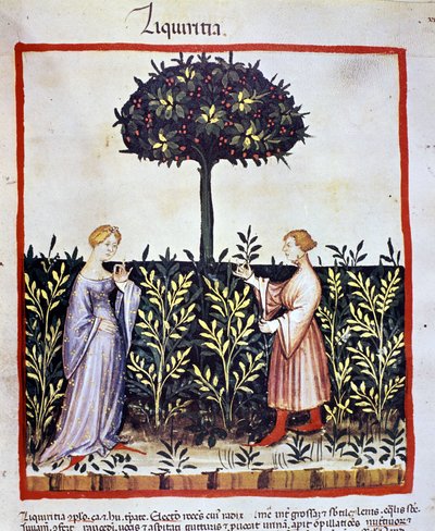 Cultivo de planta medicinal: colheita de alcaçuz (madeira ou raiz). Iluminação a partir da ordenha de medicamentos e dietética "Tacuinum sanitatis". de Unknown artist