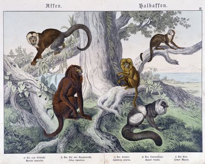 Diferentes raças de macacos - em "Natural histories of mammals", ed. Schreiber de Unknown artist