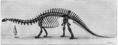 Esqueleto de dinossauro: "Brontossauro excelsus", Março. Jurássico Superior das Montanhas Rochosas. Reprodução do desenho comunicado pelo Sr. March a Albert Gaudry, do Instituto. Gravura em "La Nature: Revue des sciences et de leurs applications aux de Unknown artist