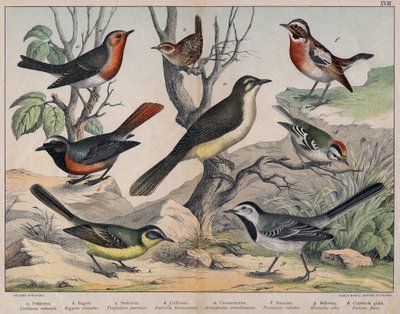 Diversas ilustrações de aves "História" das aves naturais". ed. Hoepli, Milão de Unknown Artist