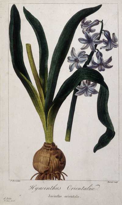 Jacinto Oriental (Hyacinthus Orientalia) Tábua botânica de plantas asiáticas do século XIX. de Unknown artist