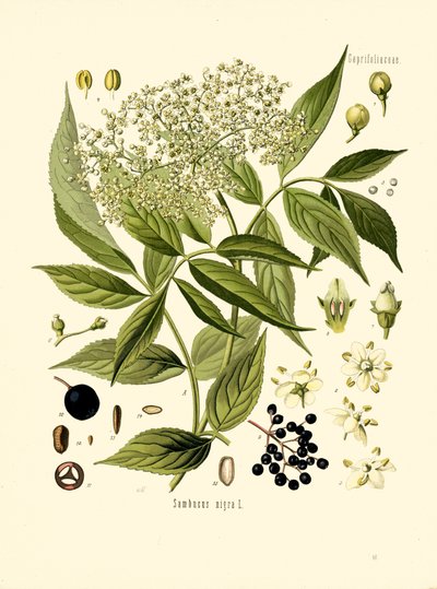 Árvore de furo de Ancião (cor litho) de Unknown artist