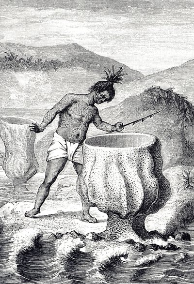 Gravura representando uma variedade de esponja chamada Cálice de Neptuno (Thalassema Neptune) de Unknown artist
