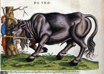 Bisão europeu (Bos primigenius primigenius) cuja raça morreu no século XVII em "Historia Animalium" de Konrad Gesner de Unknown artist