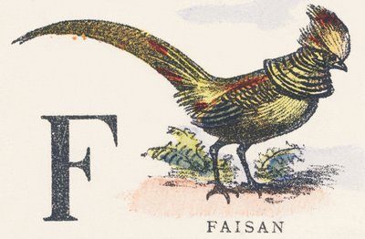 F: faisão de Unknown artist
