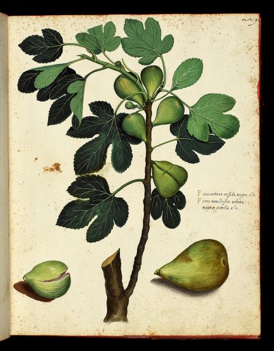 Figo e ramo de figo Tábua botânica retirada de uma caminhada da História Natural sobre frutas e legumes. Fontes de Ulisse Aldrovandi, Bibl. Universitaire, ed. 1603. de Unknown artist