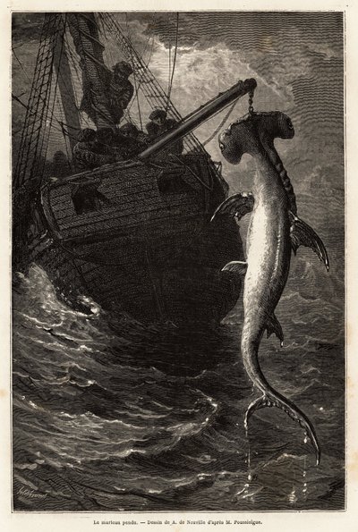 Pescar um martelo squal, de 7 metros de comprimento, nas águas perto da Ilha Anastasia. Gravura para ilustrar a história quatro meses na Florida, de Achille Pousselgue em 1851-1852, publicada em "Le tour du monde" 1870-1871, editada por Edouard Charton, Ha de Unknown artist