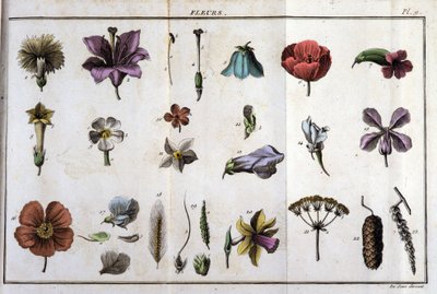 Flores: em "Flora Françoise, ou uma breve descrição de todas as plantas que crescem naturalmente em França, organizadas de acordo com um novo método de análise ao qual anexamos a citação das suas virtudes menos equívocas na medicina e a sua utilidade na de Unknown artist