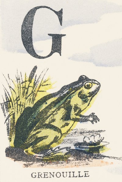 G: sapo de Unknown artist