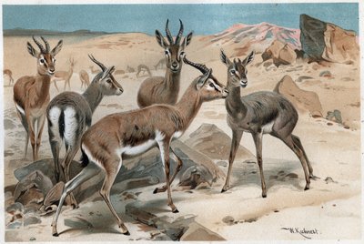 Gazelle - gravura de "Brehm