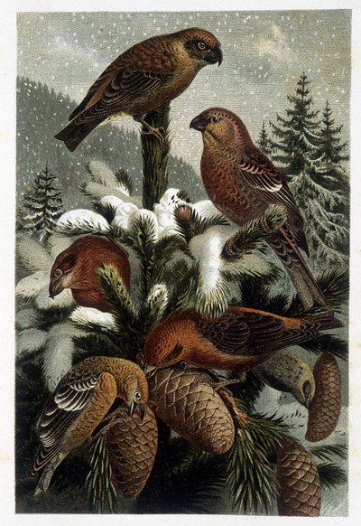 Bouvreuils - em "La vie des animaux" de A. E. Brehm, Turim de Unknown artist