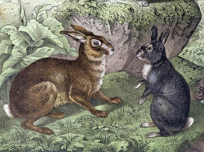 Lebre e Coelho - em "História Natural dos Mamíferos", ed. Schreiber de Unknown artist