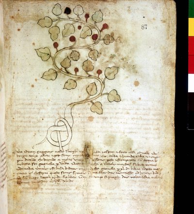 Herb "Idriam Maggiore" ou erva "na forma de um simples nó". Quadro botânico, Biblioteca comunale di Rimini de Unknown artist