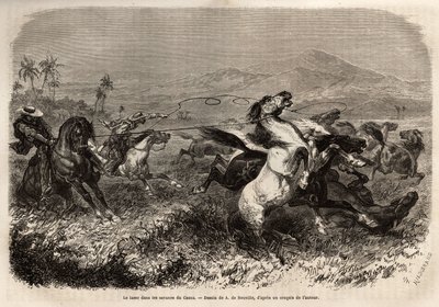 Manadas de mulas e cavalos vagueiam em liberdade nas planícies do Cauca (Colômbia), grupos de criadores para apanhar animais com laço (ou zoga, corda longa de couro). Gravura para ilustrar a viagem a Nova Granada, pelo Dr. Saffray, em 1869, publicada em "L de Unknown artist