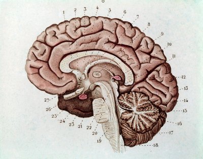 Secção cerebral de Humain com hemisférios cerebrais e cerebelo (gravura de Unknown artist