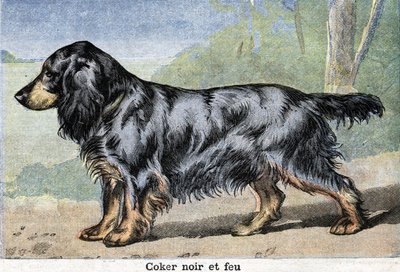 Cão de caça: Coker preto e fogo de Unknown artist