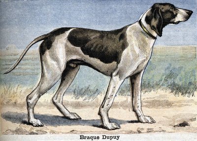 Cão de caça: Braque Dupuy de Unknown artist