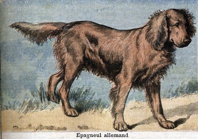 Cão de caça: Cão de caça alemão spaniel de Unknown artist